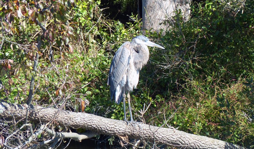 Blue Heron